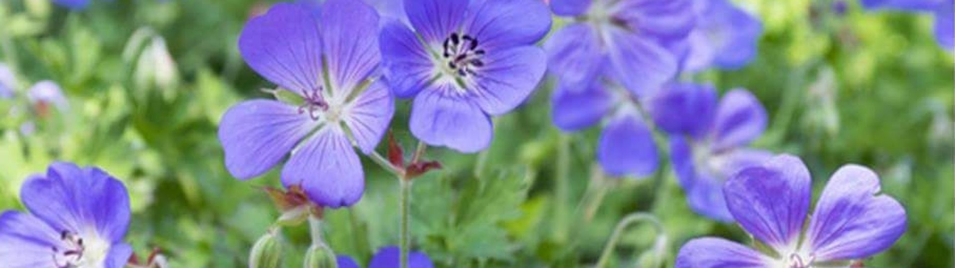 Bloem Geranium Rozanne