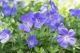 Geranium Rozanne, pot 14 cm per tray van 6 stuks. 1