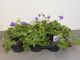 Geranium Rozanne, pot 14 cm tray 6 stuks. 1