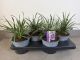 Liriope Royal Purple, pot 17, per 4 stuks 1