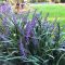 Liriope Royal Purple, pot 17, per 4 stuks 3