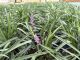 Liriope Royal Purple, pot 17, per 4 stuks 2