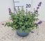 Nepeta Purssian Blue, pot 17cm, per 4 stuks. 2