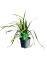 Carex Ice Dance, pot 14 cm tray 6 stuks 3