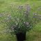 Verbena Lolipop, pot 15cm, 6 stuks 2