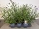 Verbena Lolipop, pot 15cm, 6 stuks 1