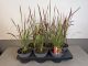 Imperata Red Baron, pot 14, per 6 stuks 1
