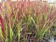 Imperata Red Baron, pot 14, per 6 stuks 2