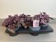 Heuchera Pink panter, pot 17cm, tray 4 stuks 1