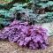 Heuchera Pink panter, pot 17cm, tray 4 stuks 2