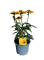 Echinacea Yellow, pot 17cm, tray 4 stuks 3