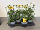 Echinacea Yellow, pot 17cm, tray 4 stuks 1