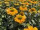 Echinacea Yellow, pot 17cm, tray 4 stuks 2
