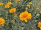 Heliopsis Sunset, pot 17cm, tray 4 stuks 2