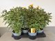 Heliopsis Sunset, pot 17cm, tray 4 stuks 1