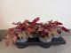 Heuchera Cranberry, pot 17cm, tray 4 stuks 1