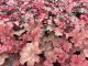Heuchera Cranberry, pot 17cm, tray 4 stuks 2