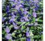 Caryopteris First blue, pot 17cm, tray 4 stuks 2