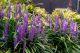 Liriope Amythist, pot 17, per 4 stuks 3