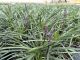 Liriope Amythist, pot 17, per 4 stuks 2