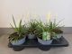 Liriope Monroe white, pot 17, per 4 stuks 1