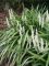 Liriope Monroe white, pot 17, per 4 stuks 3
