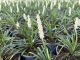 Liriope Monroe white, pot 17, per 4 stuks 2