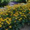 Rudbeckia Little goldstar, pot 17, per 4 stuks 2