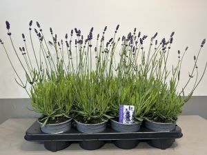 Lavandula Hidcote, pot 13 cm per tray van 8 stuks