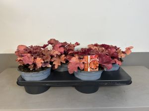 Heuchera Boysenberry, pot 17cm, tray 4 stuks
