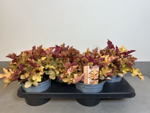 Heuchera Marmelade (jong), pot 17cm, tray 4 stuks