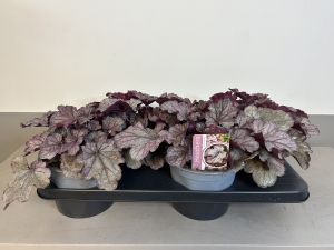 Heuchera Huckleberry, pot 17cm, tray 4 stuks
