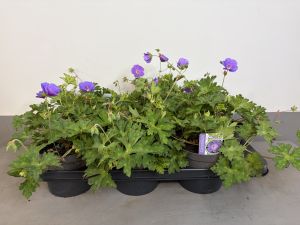 Geranium Rozanne, pot 14 cm tray 6 stuks.