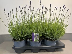 Lavandula Hidcote, pot 15 cm per tray van 6 stuks.