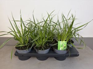 Carex Ice Dance, pot 14 cm tray 6 stuks