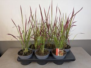 Imperata Red Baron, pot 14, per 6 stuks