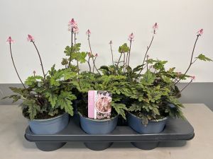 Tiarella Spring symphony, pot 15cm, tray 6 stuks
