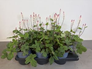 Tiarella Spring symphony, pot 15cm, tray 6 stuks