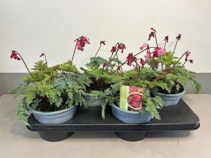 Dicentra Passion Hearts, pot 17cm, tray 4 stuks