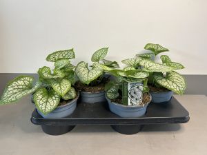 Brunnera Jack Frost, pot 17cm, tray 4 stuks