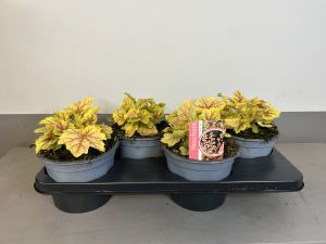 Heuchera Eternal Flame, pot 17cm, tray 4 stuks
