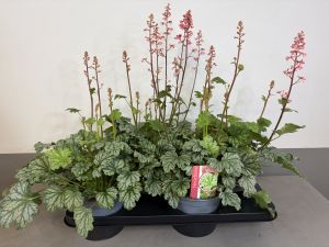 Heuchera Paris, pot 17cm, tray 4 stuks