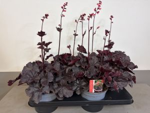 Heuchera Black forest cake, pot 17cm, tray 4 stuks