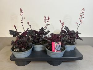 Heuchera Timeless night, pot 17cm, tray 4 stuks
