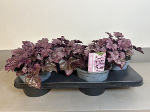Heuchera Pink panter, pot 17cm, tray 4 stuks