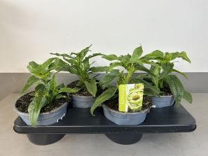 Echinacea Apple green, pot 17 cm, tray 4 stuks
