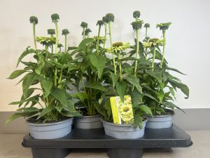 Echinacea Apple green, pot 17 cm, tray 4 stuks