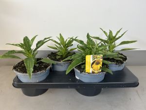 Echinacea Citrus, pot 17cm, tray 4 stuks