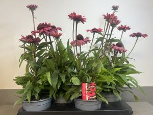 Echinacea carmine (plant), pot 17cm, tray 4 stuks