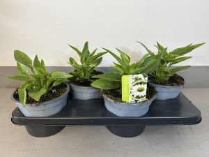 Echinacea White beauty, pot 17cm, tray 4 stuks